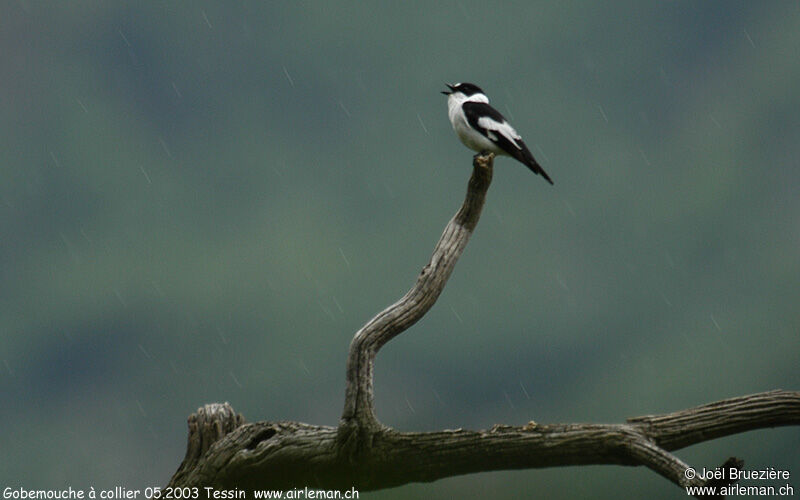 Collared Flycatcher male adult breeding, song