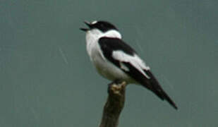 Collared Flycatcher