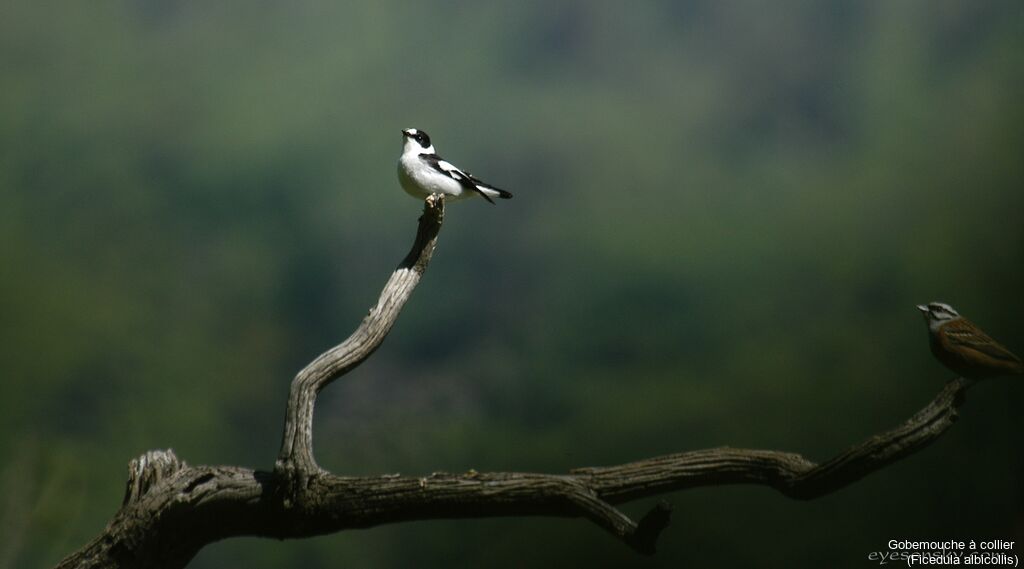 Collared Flycatcher