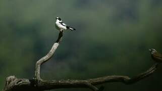 Collared Flycatcher