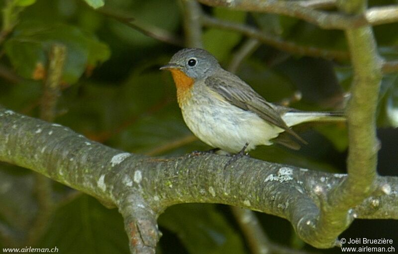 Red-breasted Flycatcher male adult, identification