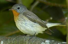 Red-breasted Flycatcher