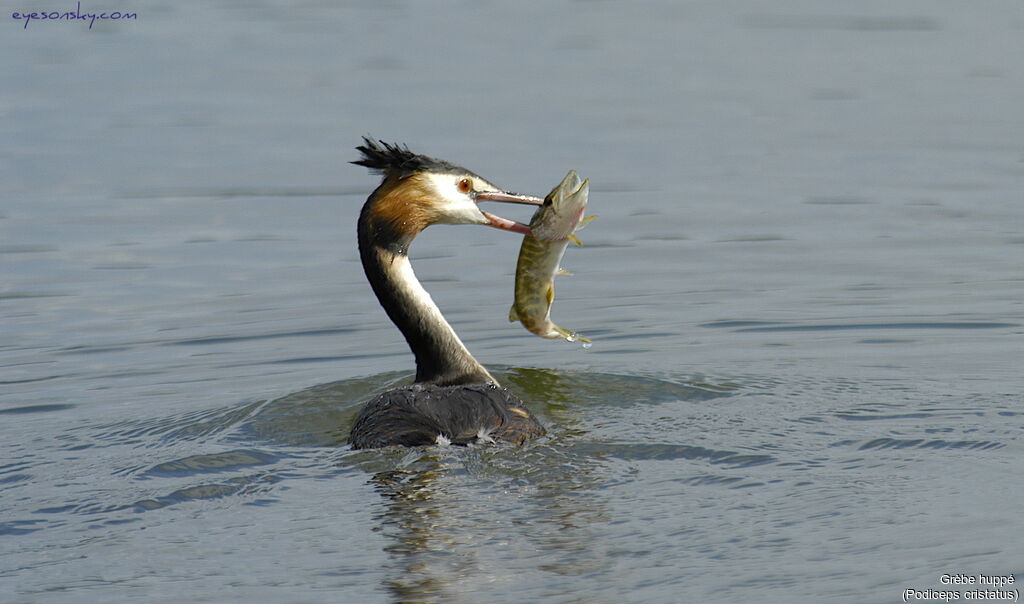 Great Crested Grebe