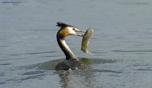 Great Crested Grebe