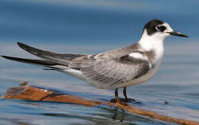 Black Tern