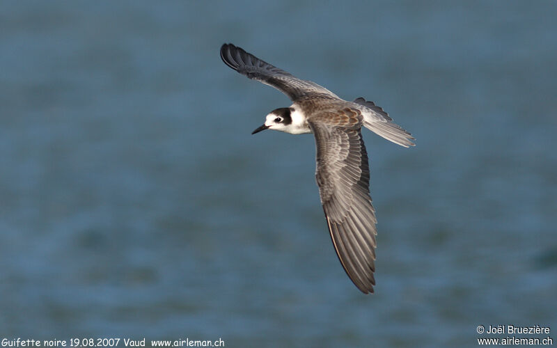 Black Tern, Flight