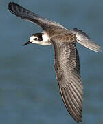 Black Tern