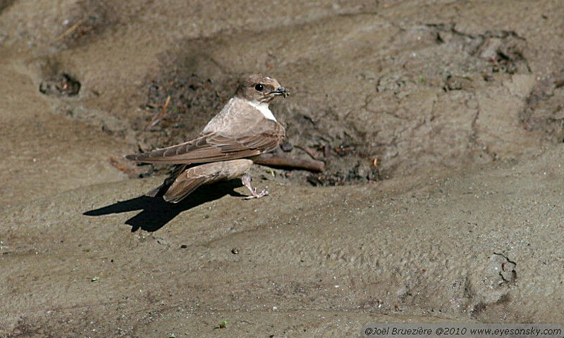 Eurasian Crag Martin