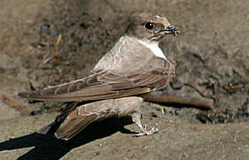 Hirondelle de rochers