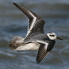 Phalarope à bec large