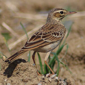 Pipit rousseline