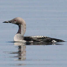 Plongeon arctique