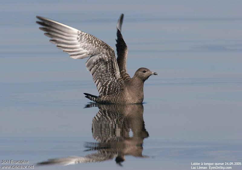 Long-tailed Jaegerjuvenile, aspect, pigmentation