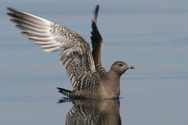 Long-tailed Jaeger