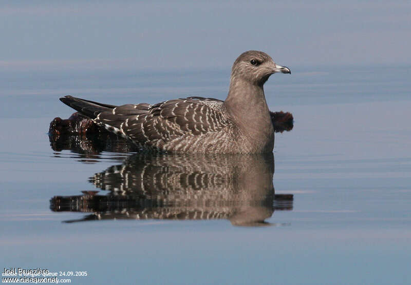 Long-tailed Jaegerjuvenile, pigmentation, swimming