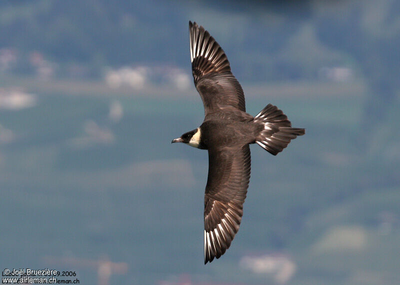 Pomarine Jaeger, identification