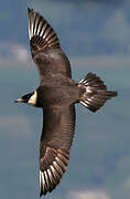 Pomarine Jaeger