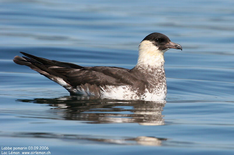 Pomarine Jaeger, identification