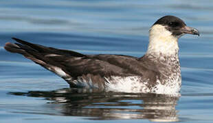 Pomarine Jaeger