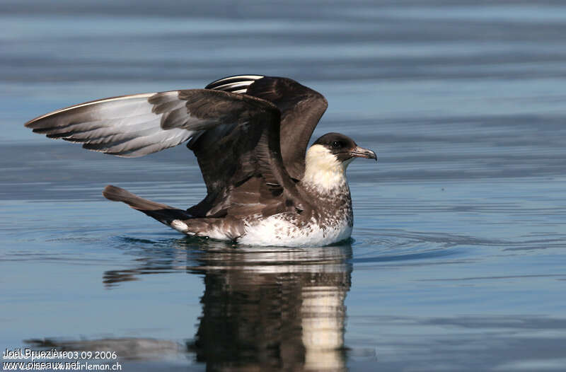 Pomarine Jaegeradult, identification