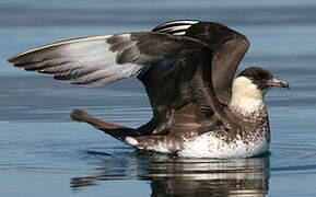 Pomarine Jaeger