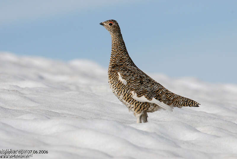 Rock Ptarmigan female adult breeding, identification