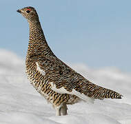 Rock Ptarmigan