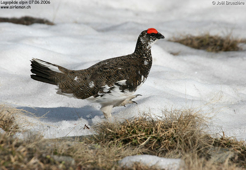 Rock Ptarmigan male adult, identification