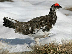 Rock Ptarmigan