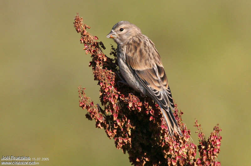 Common Linnet female, feeding habits, eats