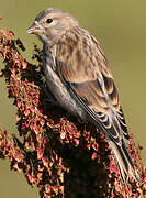 Common Linnet