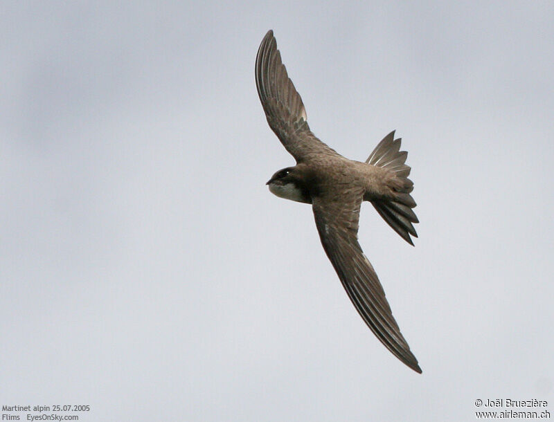 Alpine Swift, Flight