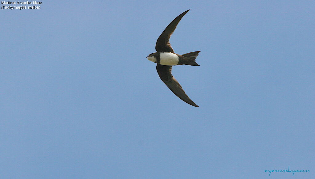 Alpine Swift