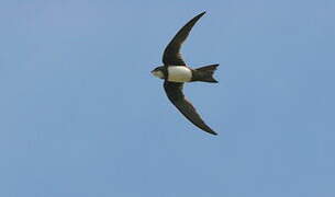 Alpine Swift