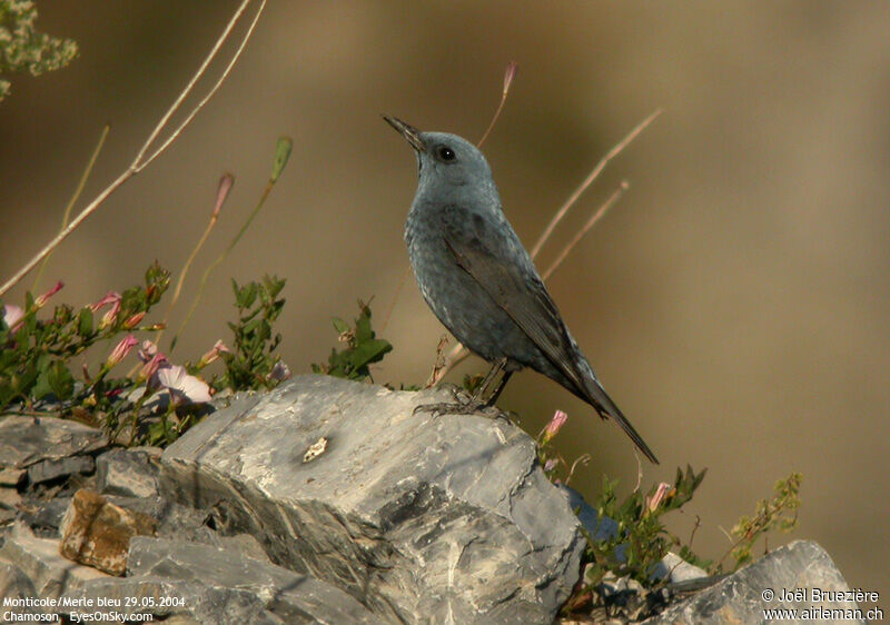 Blue Rock Thrush male adult breeding, identification