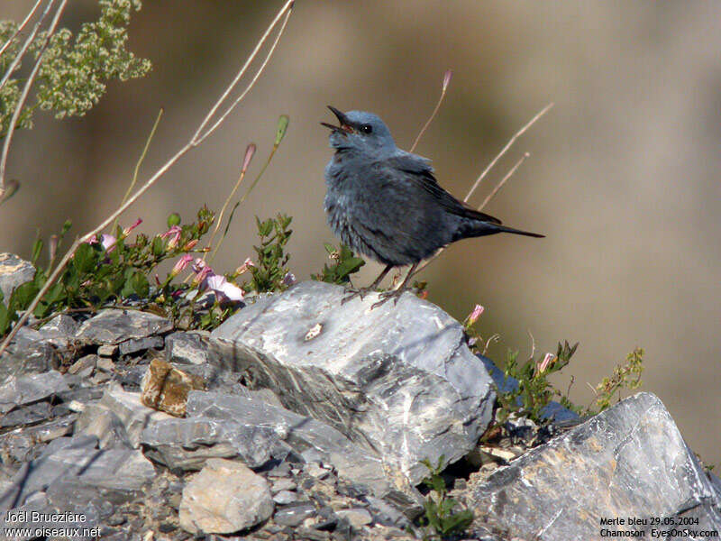 Blue Rock Thrush male adult breeding, habitat, song