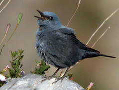 Blue Rock Thrush