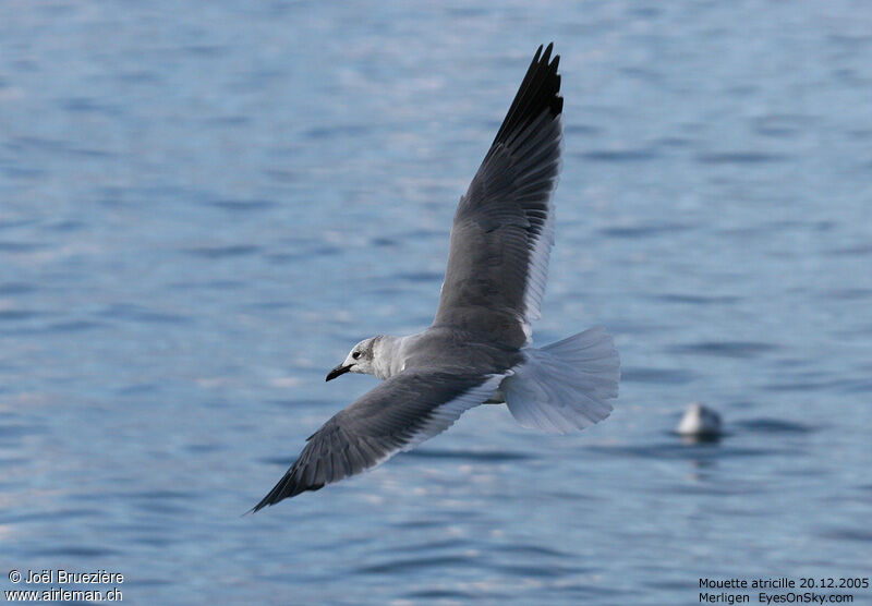 Laughing Gull, Flight