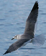 Mouette atricille