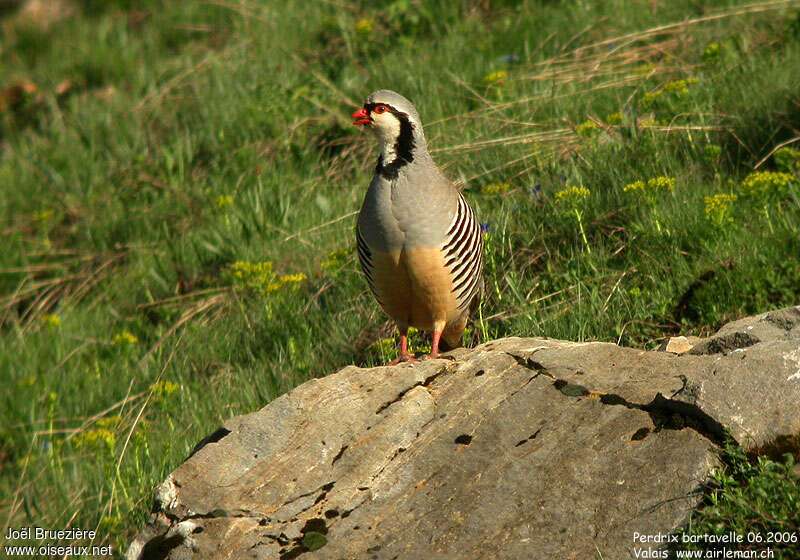 Rock Partridgeadult breeding, habitat, pigmentation