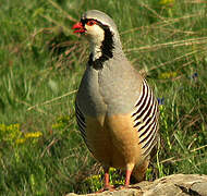 Rock Partridge