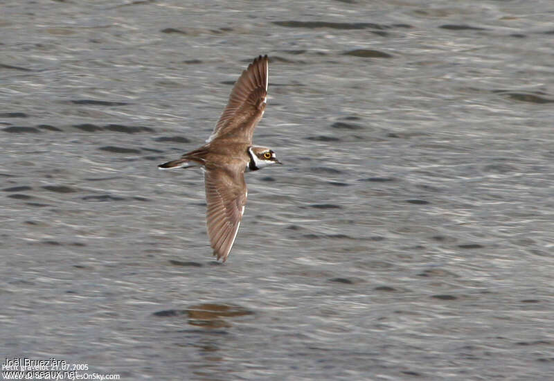 Little Ringed Ploveradult, Flight