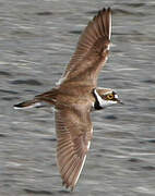 Little Ringed Plover