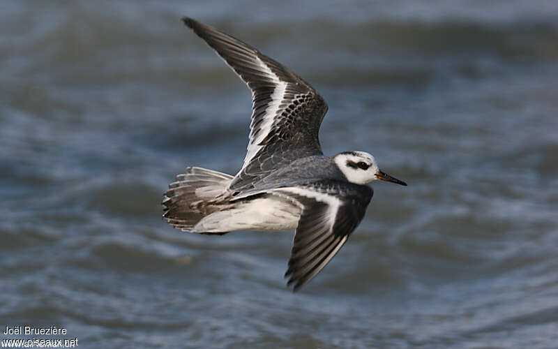 Phalarope à bec largeadulte, Vol