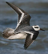 Red Phalarope