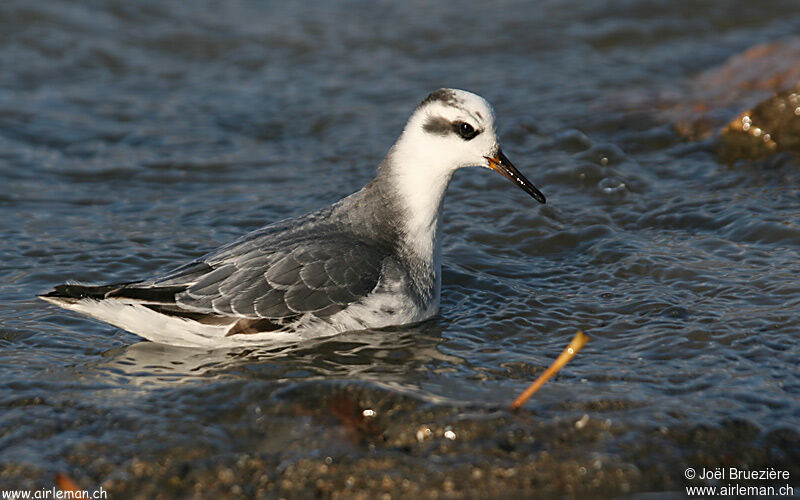 Red Phalarope, identification