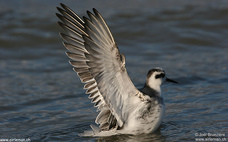 Phalarope à bec large, identification