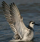 Phalarope à bec large