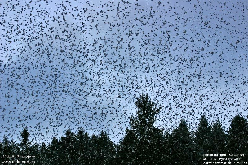 Brambling, Flight, Behaviour