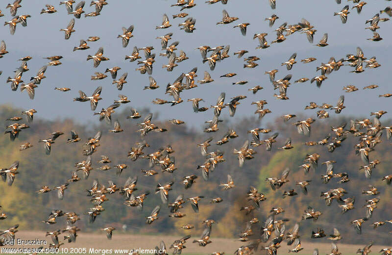 Brambling, Flight, Behaviour